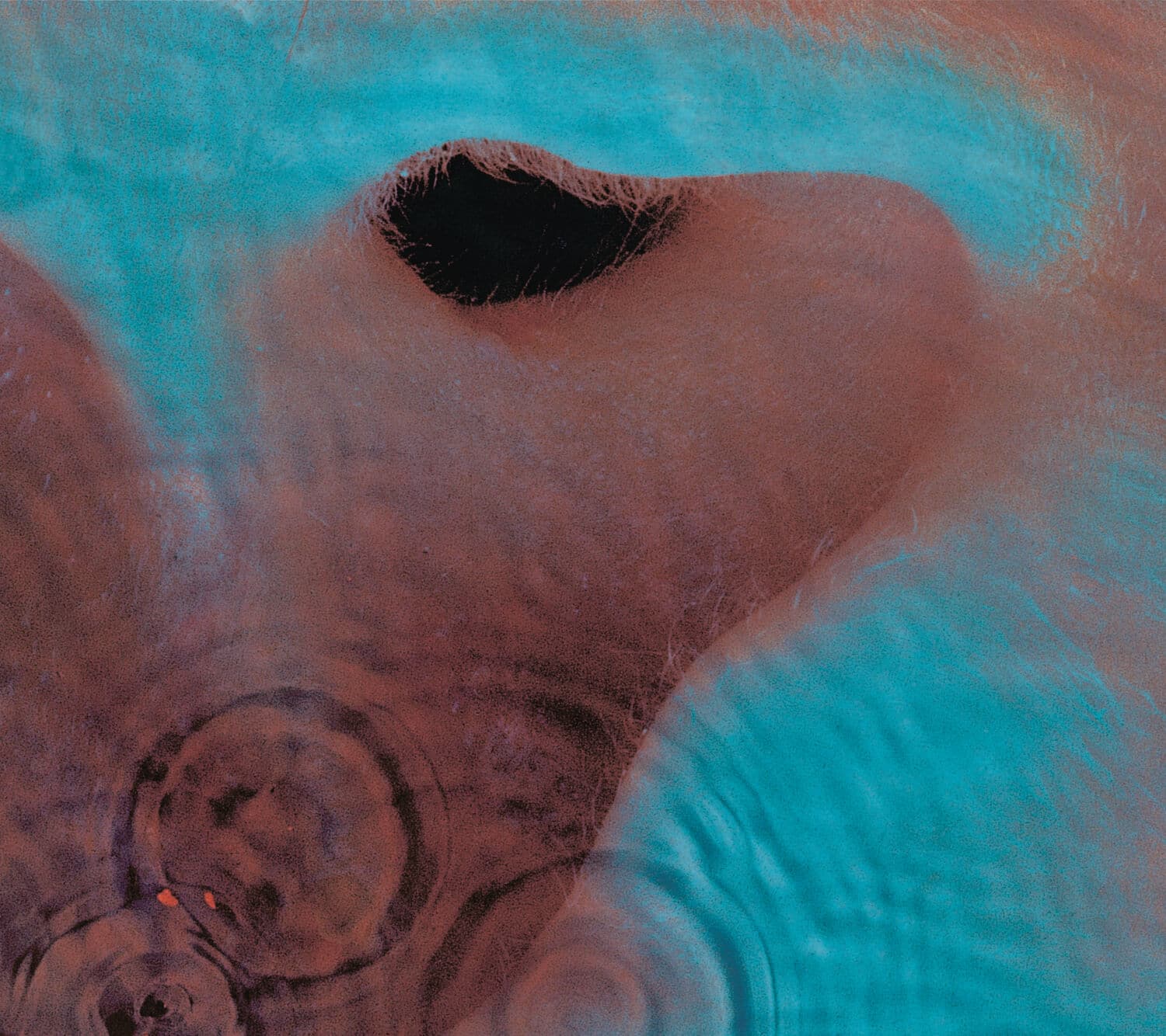Meddle album cover